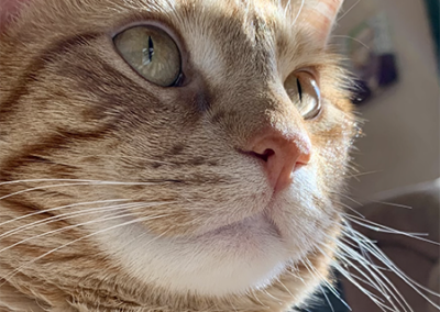 Close up of orange cat's face