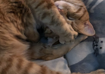 Orange cat sleeping
