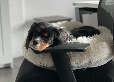 King Charles Spaniel laying on an office chair