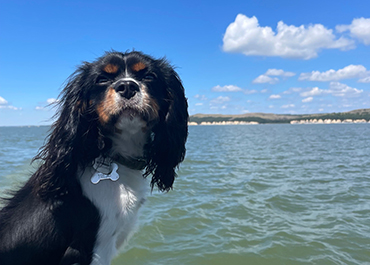 King Charles Spaniel on a boat